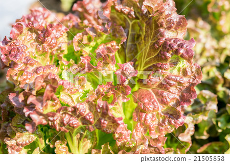 Fresh red lettuce 21505858