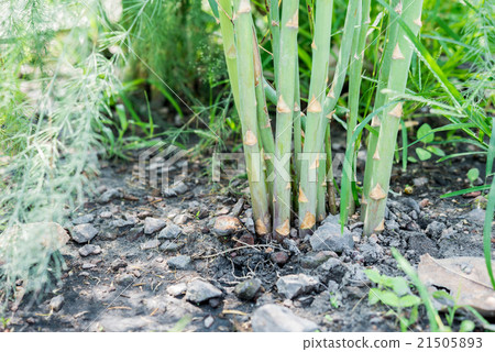 Plant asparagus fresh juicy green growing Plant asparagus fresh juicy green growing 21505893