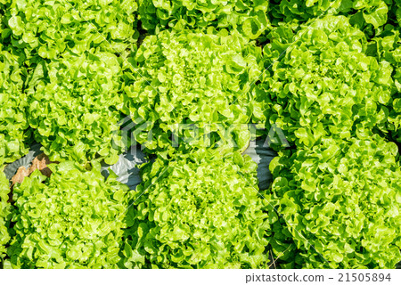 Fresh green lettuce Fresh green lettuce 21505894