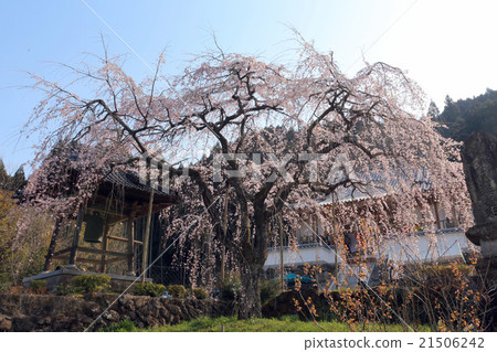 Shodoji meading cherry tree 21506242