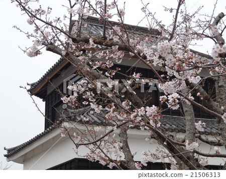城堡和櫻花 21506313