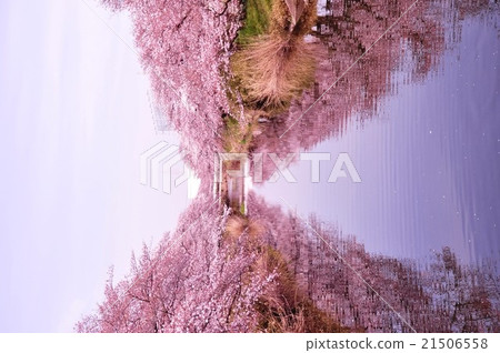 Sakura in Gojo River 21506558