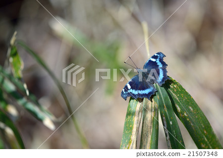 Wintering wake of early spring awakening Ruritateja 21507348