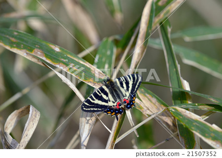 Gif他下巴早春新鮮男 21507352