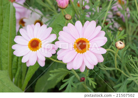 瑪格麗特 21507502