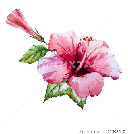 Watercolor hibiscus flower - Stock Illustration [21508047] - PIXTA