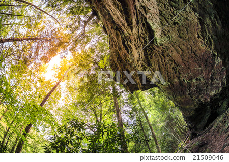 Forest in Kentucky 21509046