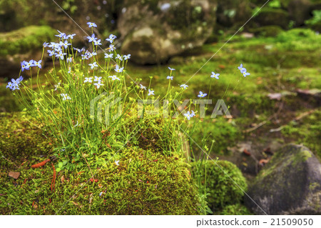 Creeping Bluet Creeping Bluet 21509050