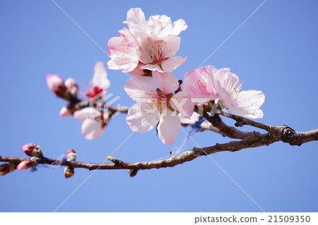 Almond flower 21509350