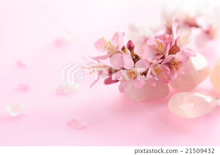 Cherry blossoms and rocks 21509432