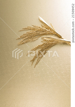 金子米全景 金子米全景 21509452