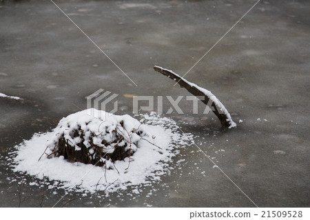 Frozen tuna 21509528