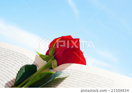 red rose in an open book 21509834