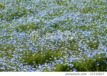 Field of Nemophila, or baby blue eyes 21510027