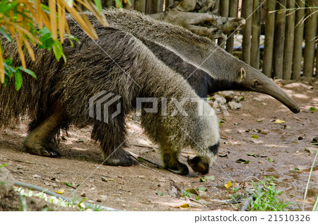 giant anteatter 21510326