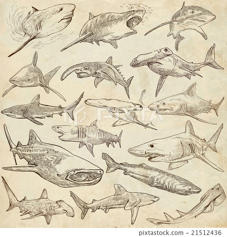 Sharks - An hand drawn pack. Freehand sketching. 21512436
