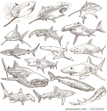 Sharks - An hand drawn pack. Freehand sketching. 21512437