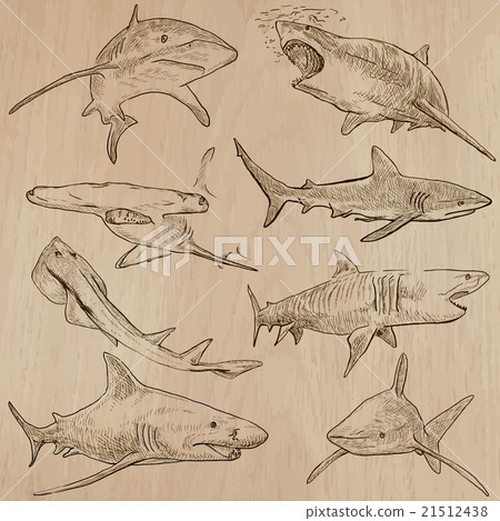 Sharks - An hand drawn vector pack 21512438