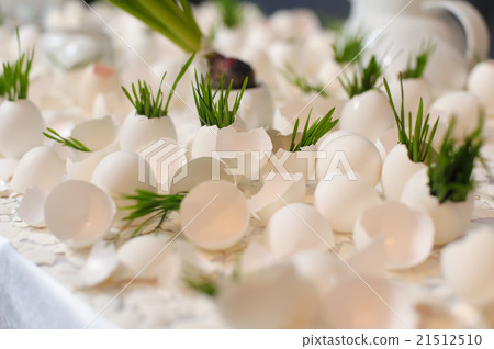 eggshell and young shoots eggshell and young shoots 21512510
