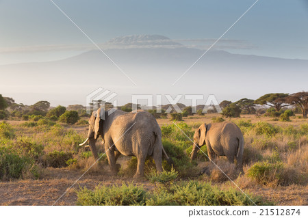 Elephants in front of Kilimanjaro, Amboseli, Kenya 21512874