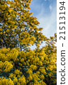 Golden Mimosa Tree 21513194