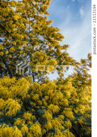 Golden Mimosa Tree 21513194