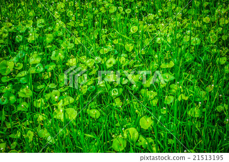 Miner's Lettuce in bloom Miner's Lettuce in bloom 21513195