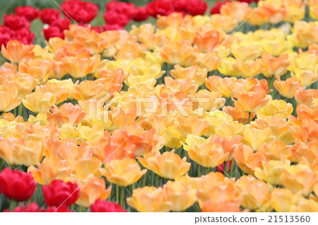 鬱金香蒙特橙 21513560