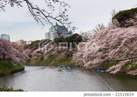 Chidorigafuchi（東京）周圍的櫻花 21513614