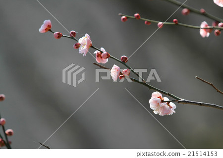 Plum blossom  21514153