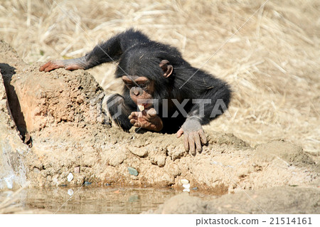 黑猩猩的孩子 21514161