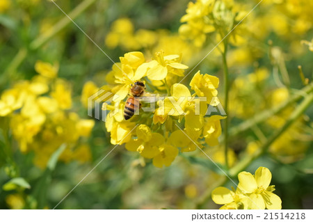 Rape blossoms and bees Rape blossoms Bees Izumi City Kagoshima Prefecture 21514218