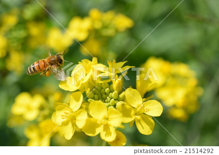 油菜花和蜜蜂 油菜花蜜蜂 鹿兒島縣泉市 油菜花和蜜蜂 油菜花蜜蜂 鹿兒島縣泉市 21514292