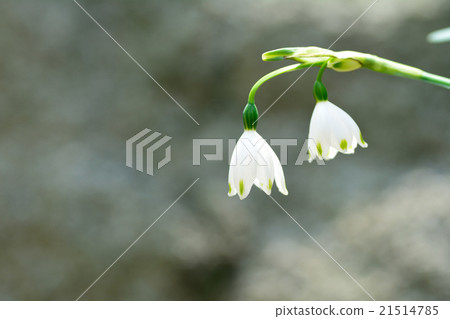 Snowflake (Suzuran Narcissus) Flower Japanese name Oomatsukushiou 21514785