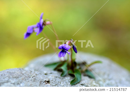 Flowers of Jesse 21514787