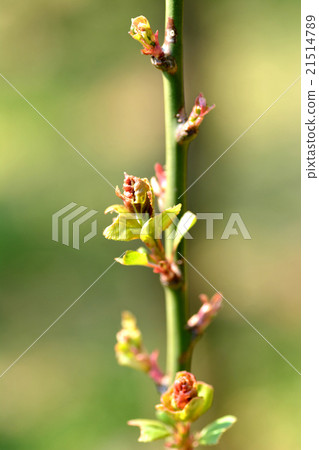 Lemon tree sprouts 21514789