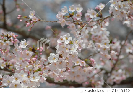 櫻花 櫻花 21515340