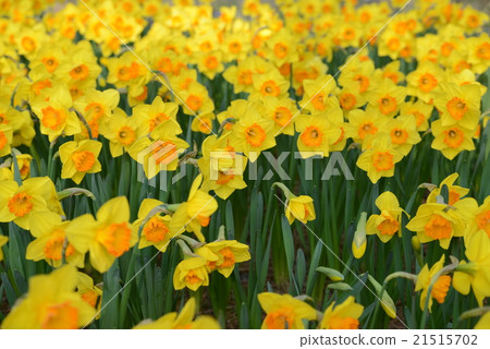 Early Frame 21515702