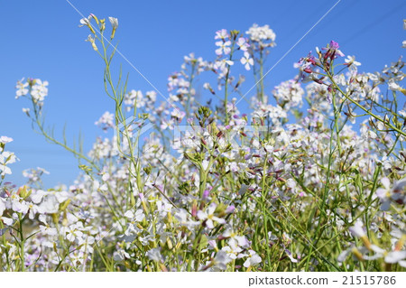 Flower of Western bee and radish Flower of Western bee and radish 21515786