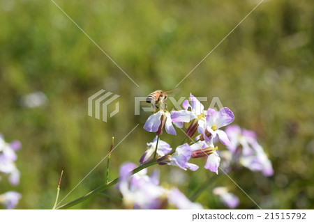 西部蜂和蘿蔔花 西部蜂和蘿蔔花 21515792