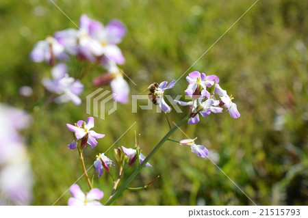 Flower of Western bee and radish Flower of Western bee and radish 21515793