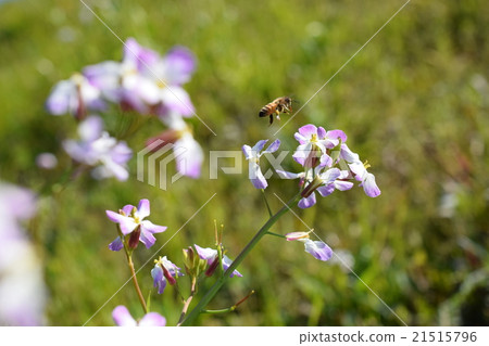 Western honey bee and radish flower Takaono Town, Izumi City, Kagoshima Prefecture Western honey bee and radish flower Takaono Town, Izumi City, Kagoshima Prefecture 21515796