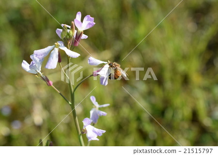 鹿兒島縣和泉市高尾野町西洋蜜蜂蘿蔔花 鹿兒島縣和泉市高尾野町西洋蜜蜂蘿蔔花 21515797