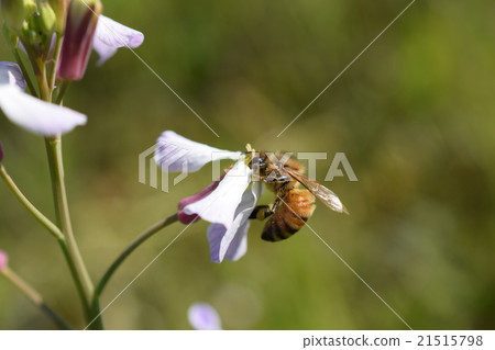 鹿兒島縣和泉市高尾野町西洋蜜蜂蘿蔔花 鹿兒島縣和泉市高尾野町西洋蜜蜂蘿蔔花 21515798