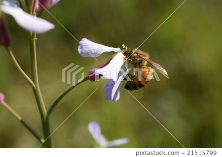 鹿兒島縣和泉市高尾野町西洋蜜蜂蘿蔔花 鹿兒島縣和泉市高尾野町西洋蜜蜂蘿蔔花 21515799