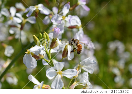 Western honey bee and radish flower Takaono Town, Izumi City, Kagoshima Prefecture Western honey bee and radish flower Takaono Town, Izumi City, Kagoshima Prefecture 21515862