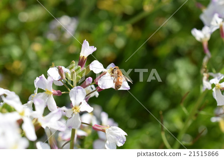 鹿兒島縣和泉市高尾野町西洋蜜蜂蘿蔔花 21515866