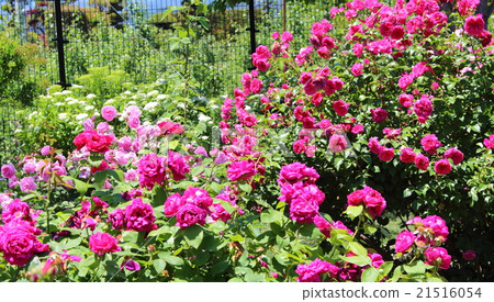 Beautiful Rose Flower Part 14: Colored Flowers and Plants Weave 80 Beautiful Rose Flower Part 14: Colored Flowers and Plants Weave 80 21516054