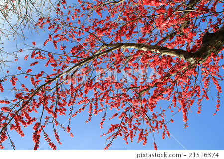 Kobai Kobai 21516374