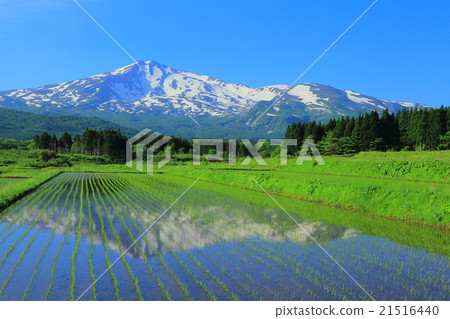 Chokai and rice field 21516440